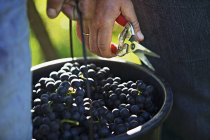 Vista cortada de mãos segurando uvas Blaufrnkisch em um balde e um cortador de jardim — Fotografia de Stock