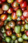 Rote und grüne Tomaten — Stockfoto