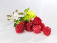 Raspberries with leaves and flowers — Stock Photo