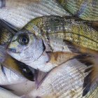 Fresh sea bream fish — Stock Photo