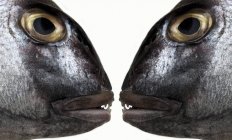 Рыбьи головы лицом к лицу — стоковое фото