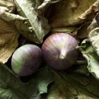 Red figs on leaves — Stock Photo