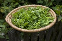 Fresh herbs in a woven basket on a garden fence — Stock Photo