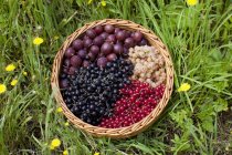 Reducrrants and gooseberries in basket — Stock Photo