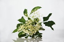 Closeup view of sprig of fresh elderflowers on white background — Stock Photo