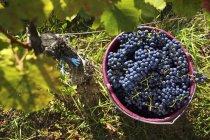Balde de uvas frescas colhidas — Fotografia de Stock