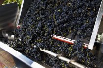 Vista diurna delle uve da vino rosso che cadono da un rimorchio in un trasportatore a vite — Foto stock
