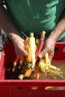 Homme tenant des carottes fraîchement lavées — Photo de stock