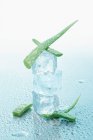 Алое Віра з кубиками льоду — стокове фото