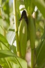 Крупним планом денний вигляд зеленого кукурудзяного кобу на рослині — стокове фото