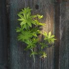 Top view of a sprig of fresh woodruff on wooden surface — Stock Photo
