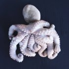 Fresh raw octopus — Stock Photo