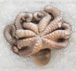 Frischer Oktopus auf Eis — Stockfoto