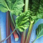Sticks of rhubarb and leaves — Stock Photo