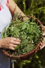 Cropped view of person holding basket of freshly picked herbs — Stock Photo