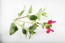 Salvia de grosella roja fresca - foto de stock
