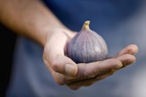 Male hand holding fresh fig — Stock Photo