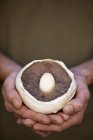 Vista close-up de um macho mãos segurando um cogumelo — Fotografia de Stock