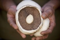 Uomo con funghi freschi raccolti — Foto stock