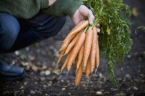 Homme tenant un tas de carottes — Photo de stock