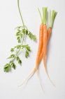 Young carrots with leaf — Stock Photo