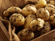 Caisse de pommes de terre fraîches cueillies — Photo de stock