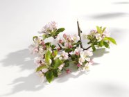 Vista close-up de flores de maçã no ramo — Fotografia de Stock