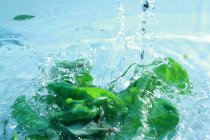 Зелений базилік у воді — стокове фото