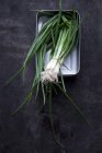 Spring onions in dish — Stock Photo