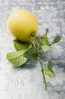 Лимон на стеблі з листям — стокове фото