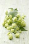 Green hops sprouts — Stock Photo
