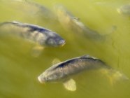 Closeup view of carps in a pond water — Stock Photo