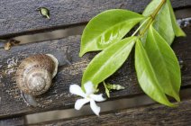 Vista close-up de um caracol e raminho de jasmim com flor em tábuas de madeira — Fotografia de Stock