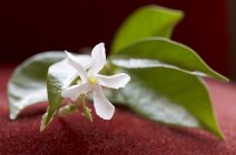 Closeup view of jasmine sprig with flower and leaves — Stock Photo