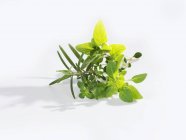 Piccolo mazzo di erbe — Foto stock