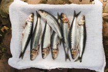 Fresh raw Sardines — Stock Photo