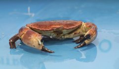 Closeup view of alive brown crab in water on blue surface — Stock Photo
