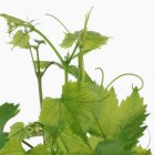 Grüne Weinreben auf weißem Hintergrund — Stockfoto