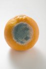 Arancio intero ammuffito — Foto stock
