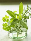 Salvia con perejil y romero - foto de stock