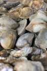 Venus mussels in shells — Stock Photo