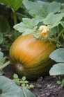 Ripe pumpkin on plant — Stock Photo