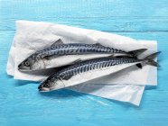 Raw mackerels on paper — Stock Photo