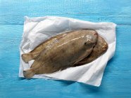 Whole Sole fish on paper — Stock Photo