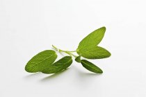 Свежий росток зелени — стоковое фото