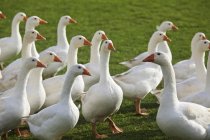 Дневной вид гусей, гуляющих по траве — стоковое фото