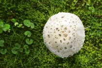 Вид сверху на Amanita strobiliformis mushroom — стоковое фото