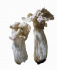Сідло білі гриби — стокове фото