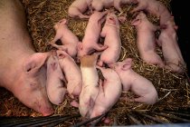Top view of a mother pig with piglets sleeping in straw — Stock Photo