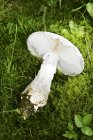 Closeup view of an Amanita strobiliformis mushroom on grass — Stock Photo